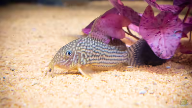 02/2021 Corydoras sterbai von DiskusMummy (99)