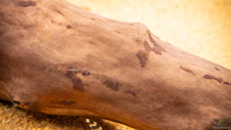 02/2021 L333 von DiskusMummy (97)