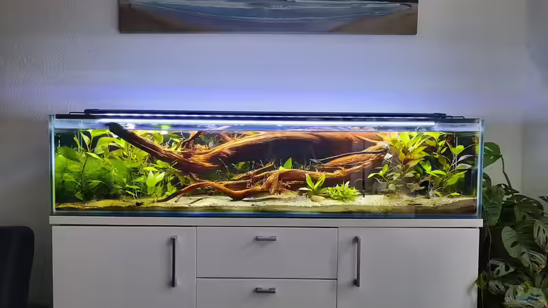 02/2022 Neustart mit Honigguramis und viel Moorkienholz von Berlin42 (40)