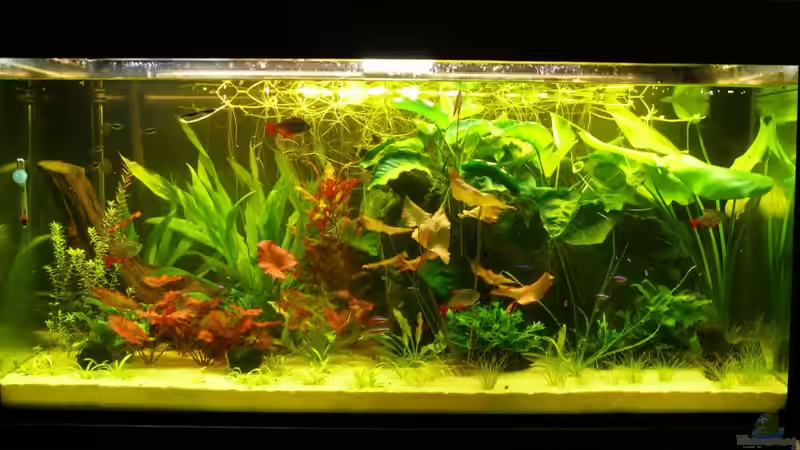 03. Juli 2011 von Die kleine Meerjungfrau (4)