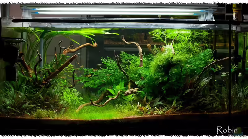 03.01.11 nach Umgestaltung linke Seite von pogona (11)