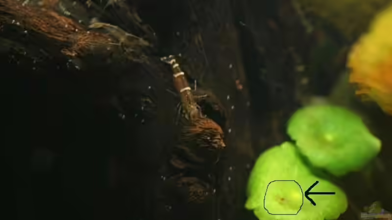 03.01.2011 -> Nachwuchs von *Lucie* (44)