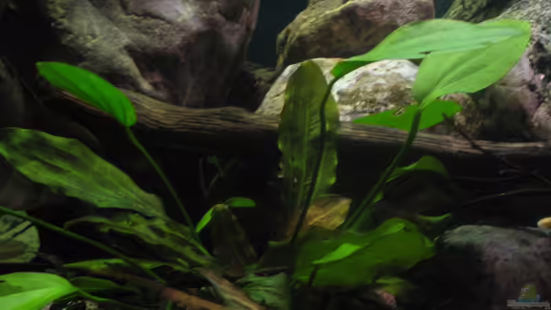 03.01.2017 Echinodorus barthii von der Theoretiker (35)