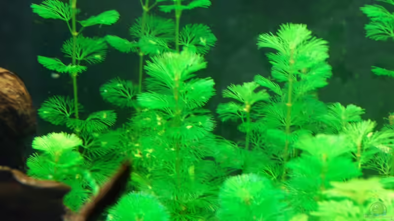 03.02.13 ~ Grüne Haarnixe (Cabomba caroliniana) von Quyrill (22)