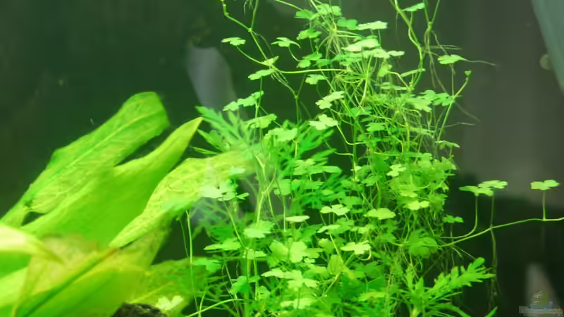 Cardamine lyrata im Aquarium pflegen (Einrichtungsbeispiele für Japanisches Schaumkraut)