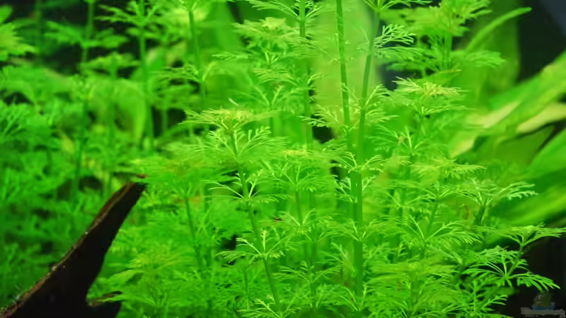 03.02.13 ~ Kleine Ambulia (Limnophila sessiliflora) von Quyrill (21)