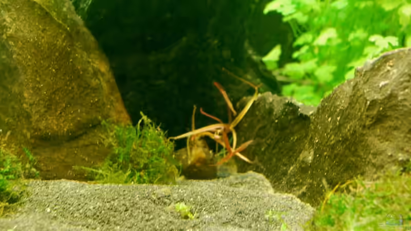 03.02.13 ~ Rote Tigerlotus (Nymphaea lotus) zeigt erste Triebe von Quyrill (17)