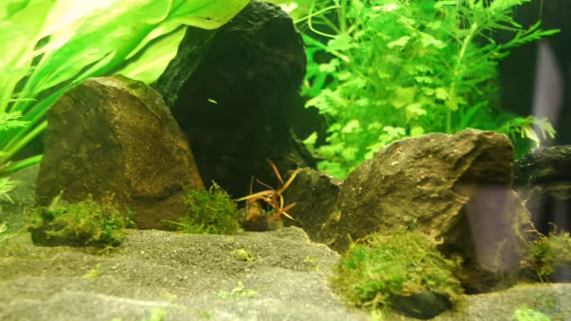 03.02.13 ~ Steine und Schieferplatten von Quyrill (28)