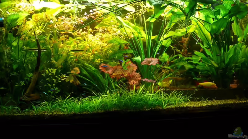 03.02.2009 von Die kleine Meerjungfrau (13)