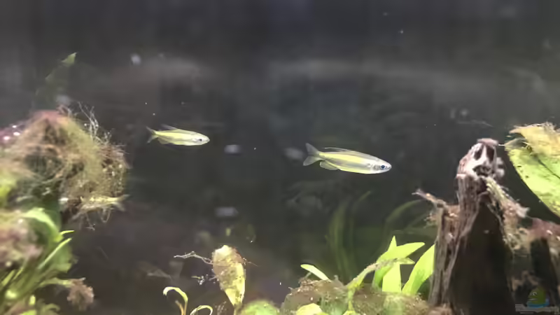 03.02.2022 Phenacogrammus aurantiacus 2 von herkla (40)