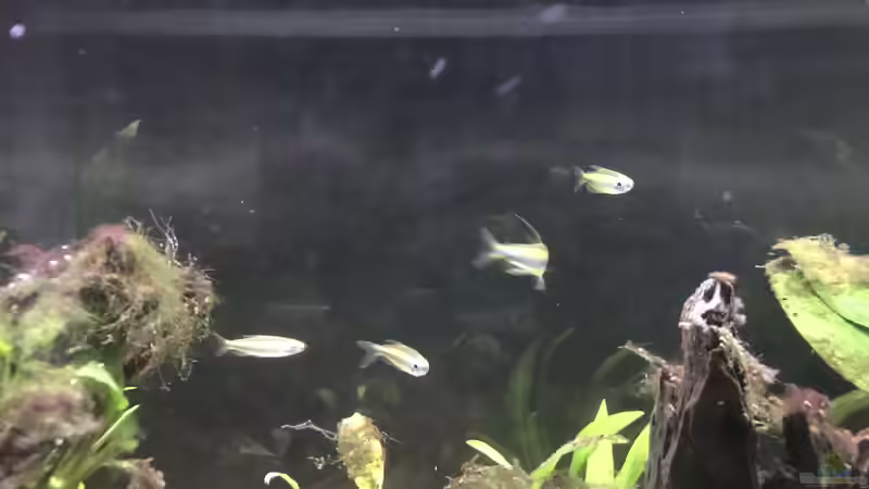Phenacogrammus aurantiacus im Aquarium halten (Einrichtungsbeispiele für Goldener Kongosalmler)