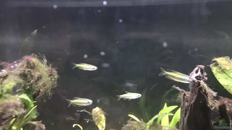 03.02.2022 Phenacogrammus aurantiacus 4 von herkla (27)