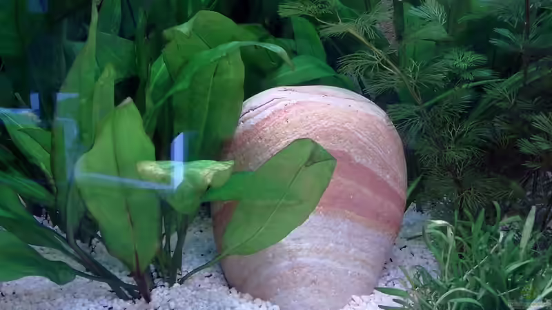 03.03.10 von Zeljko Jovanovic (36)