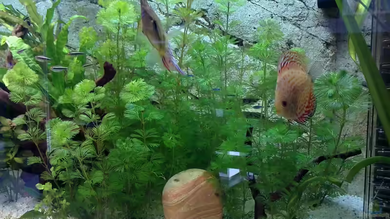 03.03.10 von Zeljko Jovanovic (37)