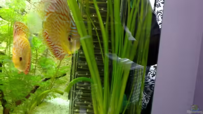 03.03.10 von Zeljko Jovanovic (38)