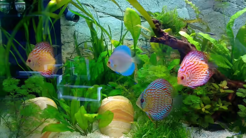 03.03.10 von Zeljko Jovanovic (39)