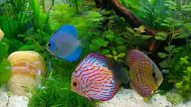 03.03.10 von Zeljko Jovanovic (41)