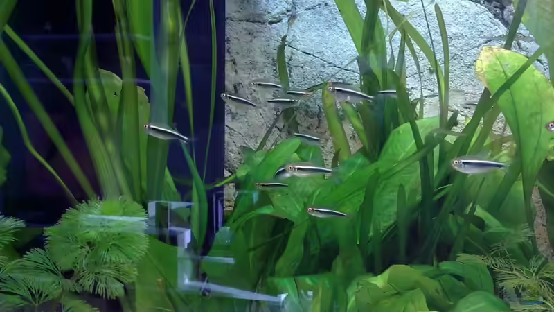 03.03.10 von Zeljko Jovanovic (43)