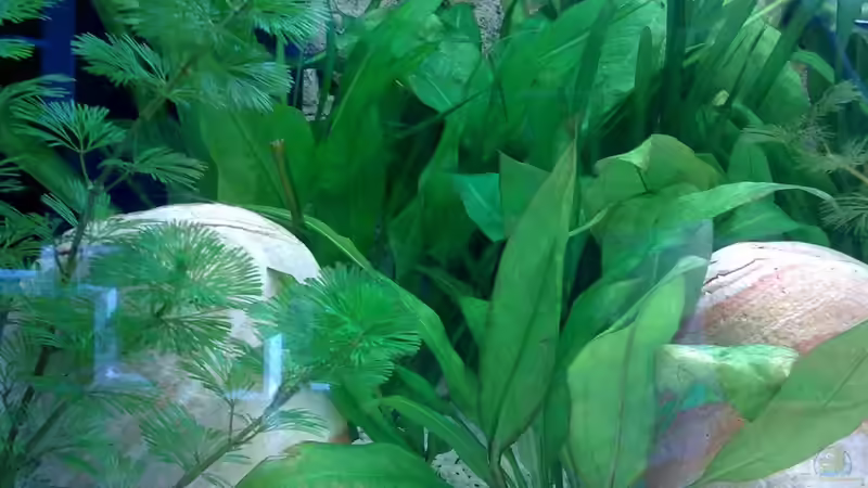 03.03.10 von Zeljko Jovanovic (44)