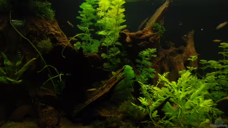 03.03.13 ~ linke Beckenseite von Quyrill (3)