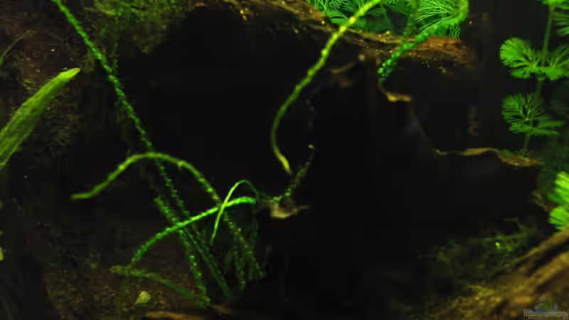 03.03.13  von Quyrill (30)