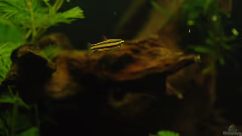Aquarien mit Nannostomus marginatus (Zwergziersalmler)