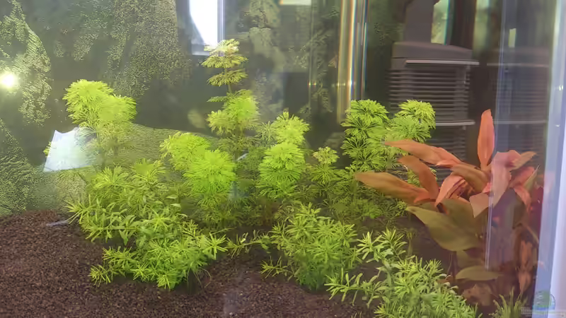 03.03.2014 von Wall-E (15)