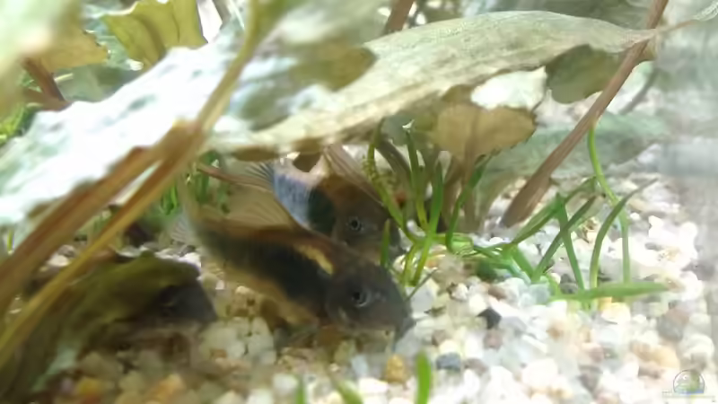 03.03.21 Die ersten Panzerwelse sind eingezogen von Lily (37)