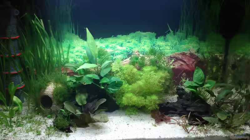 03.03.21 Pflanzen zurückgeschnitten von Lily (15)