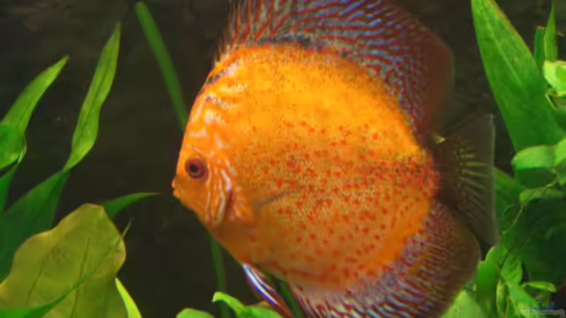 03.04.05 von Robert Ellinger (30)