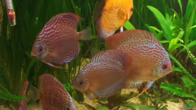 03.04.05 von Robert Ellinger (31)