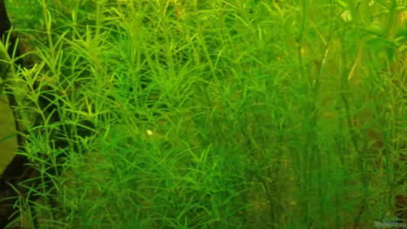 03.04.09 von Freibel (4)