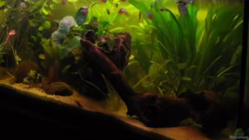 03.04.11 von Stephan Radtke (5)