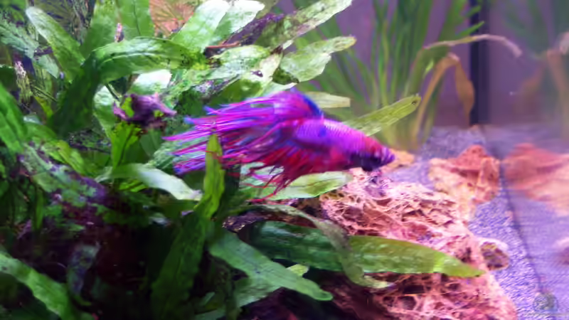 03.04.2015 - Bruce in voller Pracht von Schratze (14)