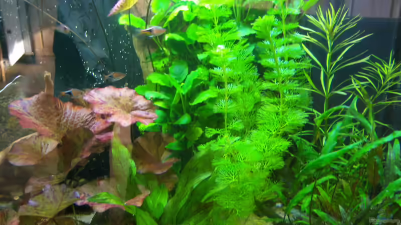 Aquarien mit Pogostemon-Arten (Patschuli)