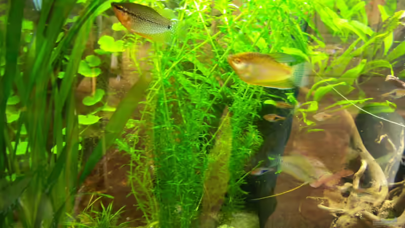 03.04.2015 - die linke Seite von Schratze (26)