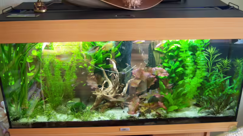 03.04.2015 - Komplettansicht leider mit Spiegelung von Schratze (27)