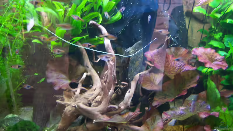 03.04.2015 - Rotholzwurzel von Schratze (78)