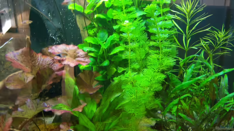 03.04.2015- Cabomba langsam am fluten von Schratze (68)