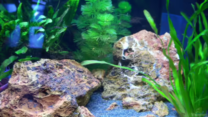 03.04.2015 von Schratze (11)