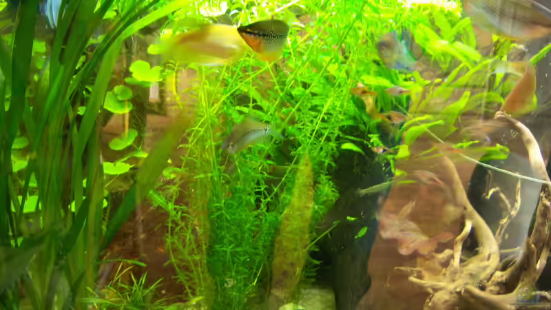 03.04.2015 von Schratze (25)