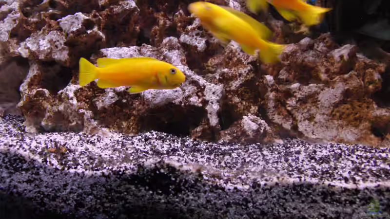 03.05.2012 von Miese97 (16)