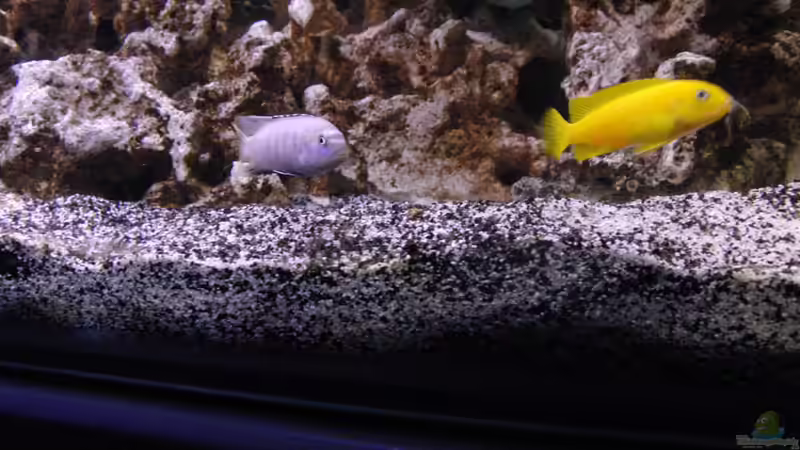 03.05.2012 von Miese97 (19)