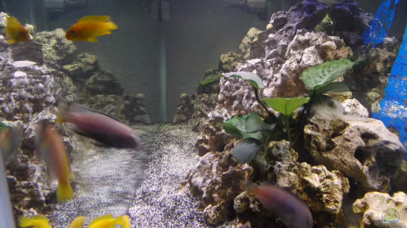 03.05.2012 von Miese97 (9)