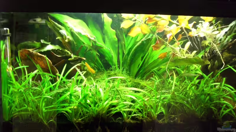 03.06.09 - Mittlerweile sieht das Becken so aus... von To Be (2)