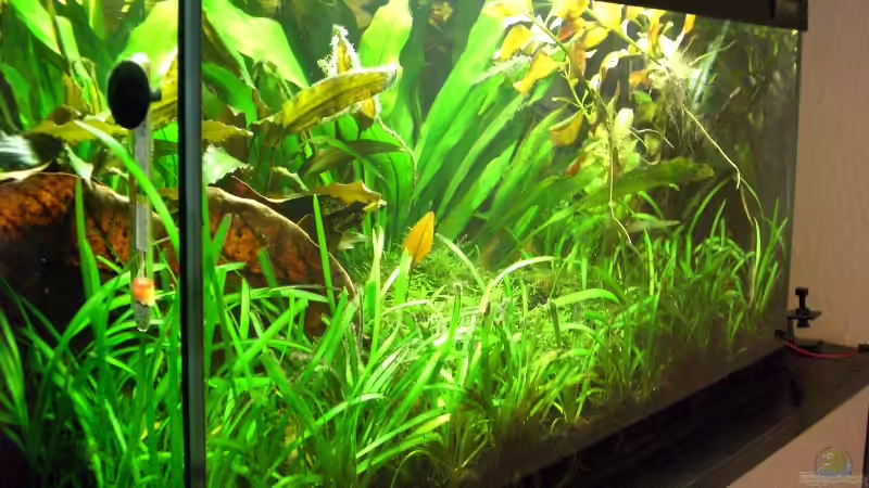 03.06.09 - Mittlerweile sieht das Becken so aus... von To Be (3)