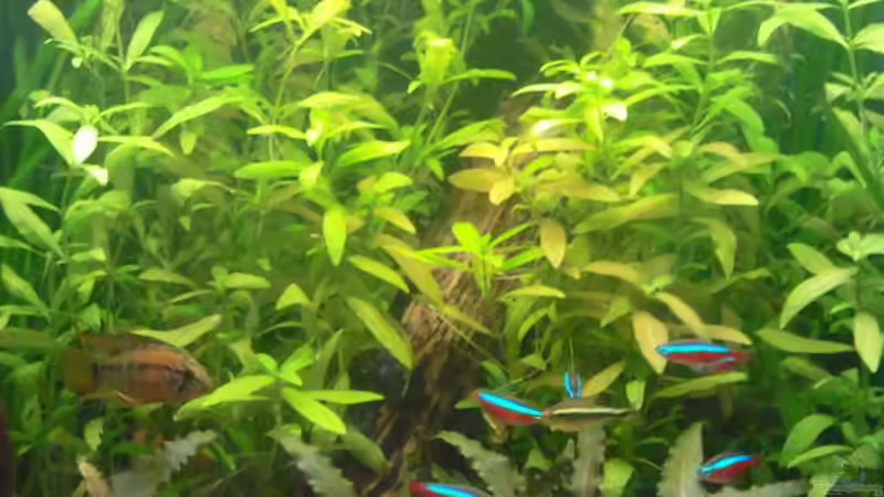 03.07.10 2 von Andy_daHousecat (9)