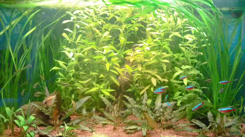 03.07.10 von Andy_daHousecat (8)