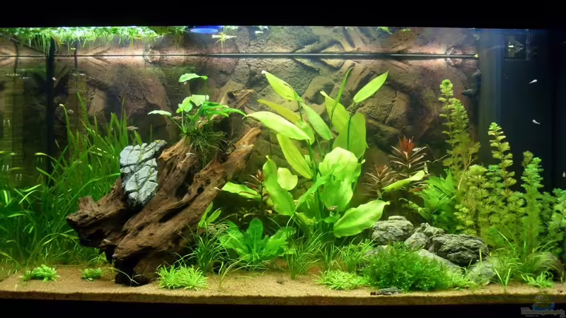 03.07.2011 von Springer (7)