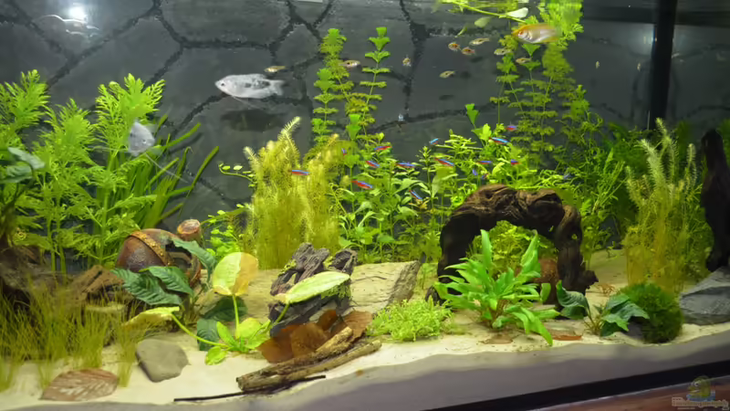 03.07.2012 von gefjon (5)